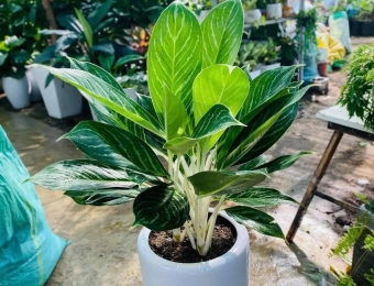 Top 10 loại cây xanh cho văn phòng