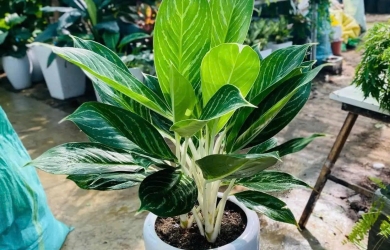 Top 10 loại cây xanh cho văn phòng