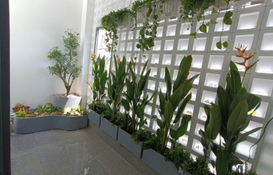 Chăm sóc cây xanh