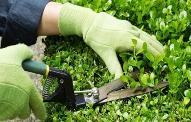 Kỹ thuật chăm sóc cây