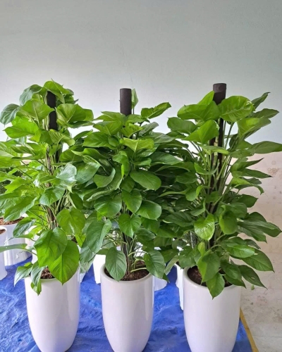 Cây Trầu Bà Cột