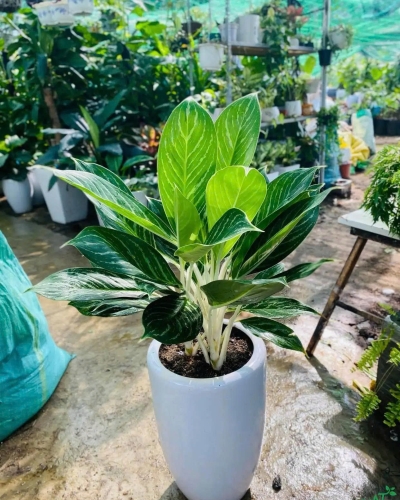 Cây Bạch Mã Hoàng Tử