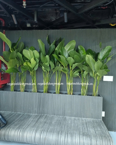 Cây Chuối Cát Thái