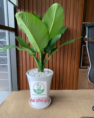 Cây Đại Phú Gia