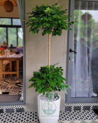 Cây Hạnh Phúc 2 Tầng