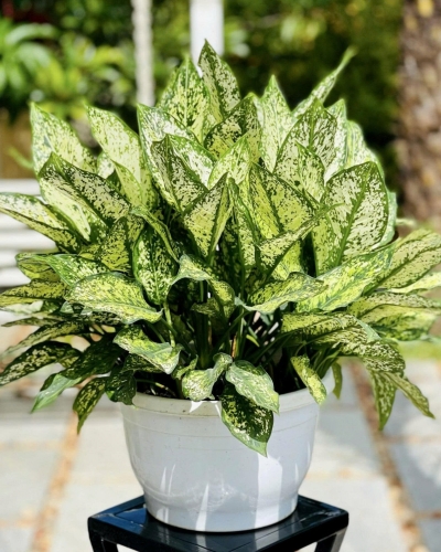 Cây Ngọc Ngân Để Bàn