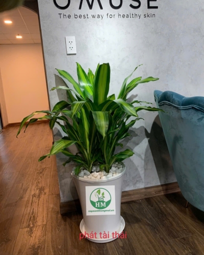 Cây Phát Tài Thái