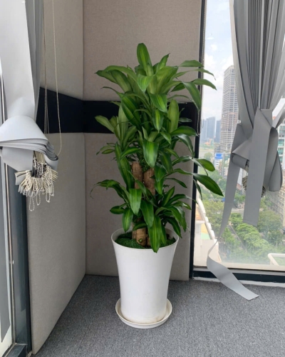 Cây Phát Tài Thái - Thiết Mộc Lan