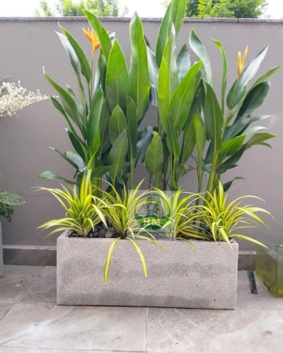 Cây Thiên Điểu (Chuối Mỏ Két)