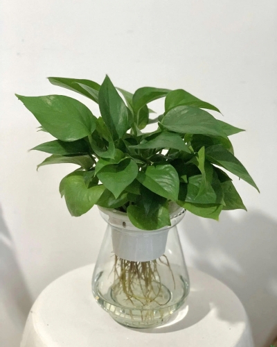 Cây Trầu Bà Thủy Sinh