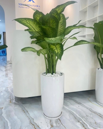 Cây Vạn Niên Thanh