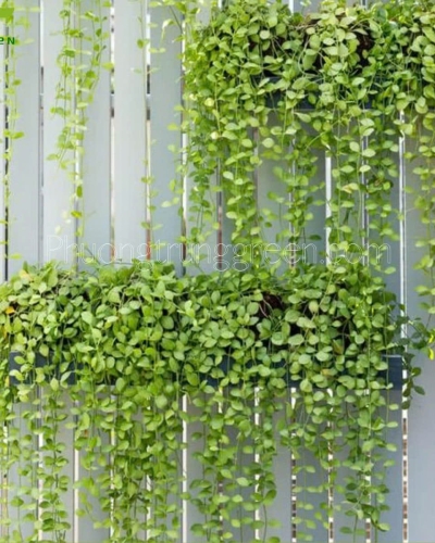 Lan Hạt Dưa Thân Leo