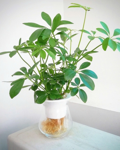 Cây Ngũ Gia Bì Để Bàn