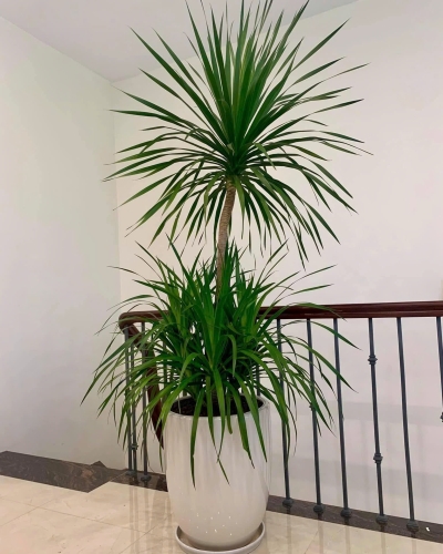 Cây Phát Tài Núi