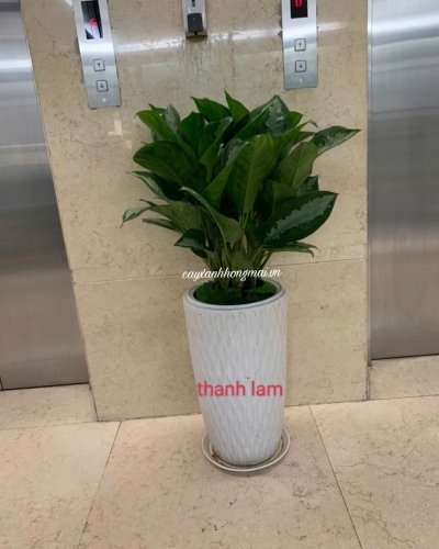 Cây Thanh Lam