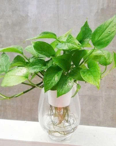 Cây Trầu Bà Thủy Canh