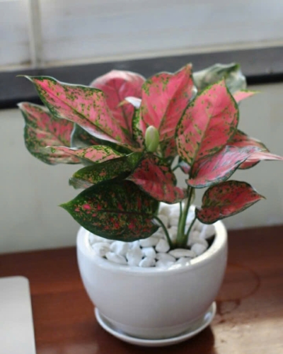 Cây Vạn Lộc