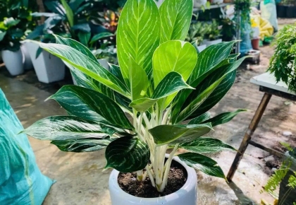 Top 10 loại cây xanh cho văn phòng