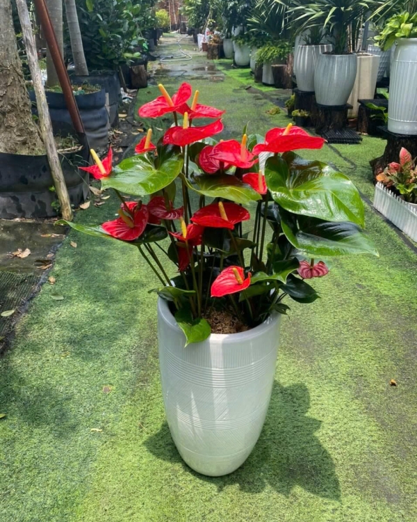 Cây Hồng Môn