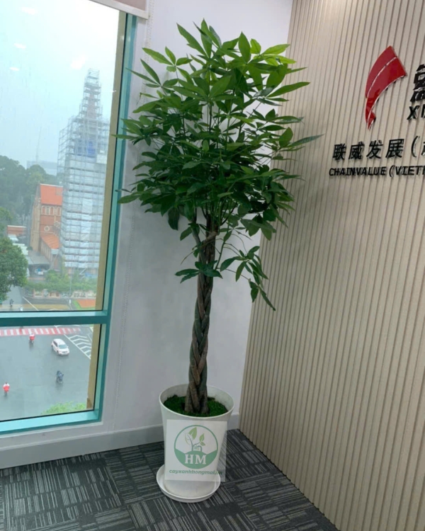 Cây Kim Ngân Bím