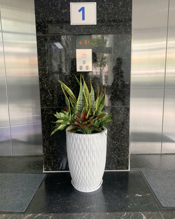 Cây Lưỡi Hổ