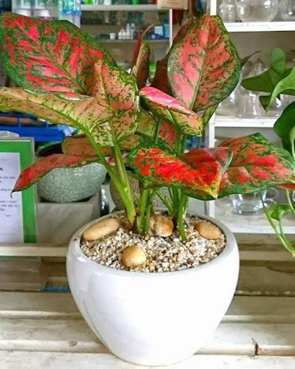 Cây Vạn Lộc