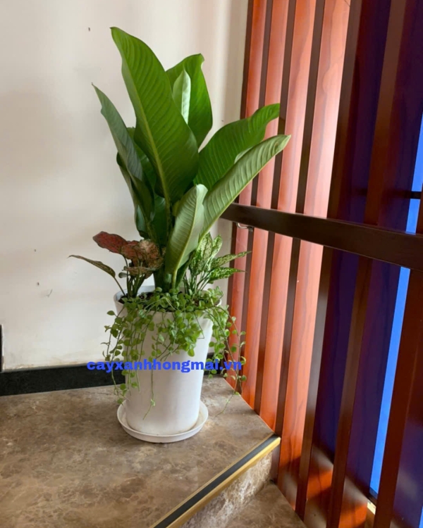 Cây Đại Phú Gia Mix