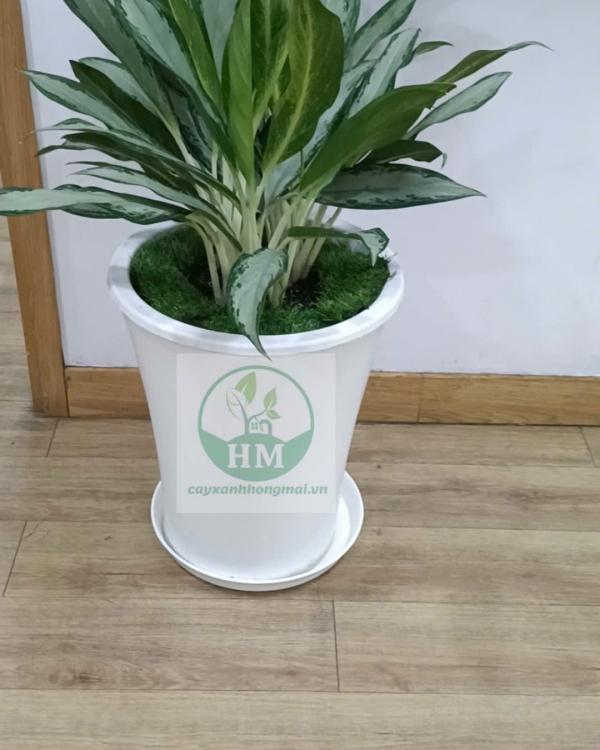 Cây Giữ Tiền