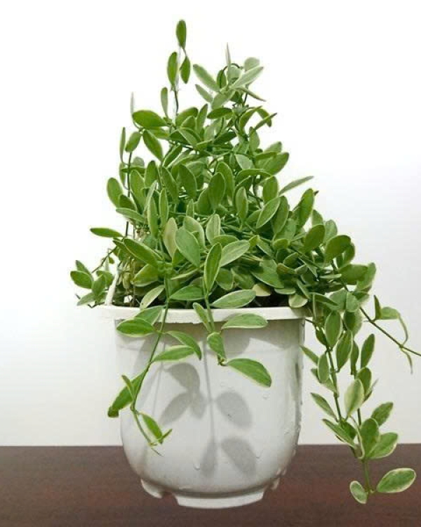 Lan Hạt Dưa
