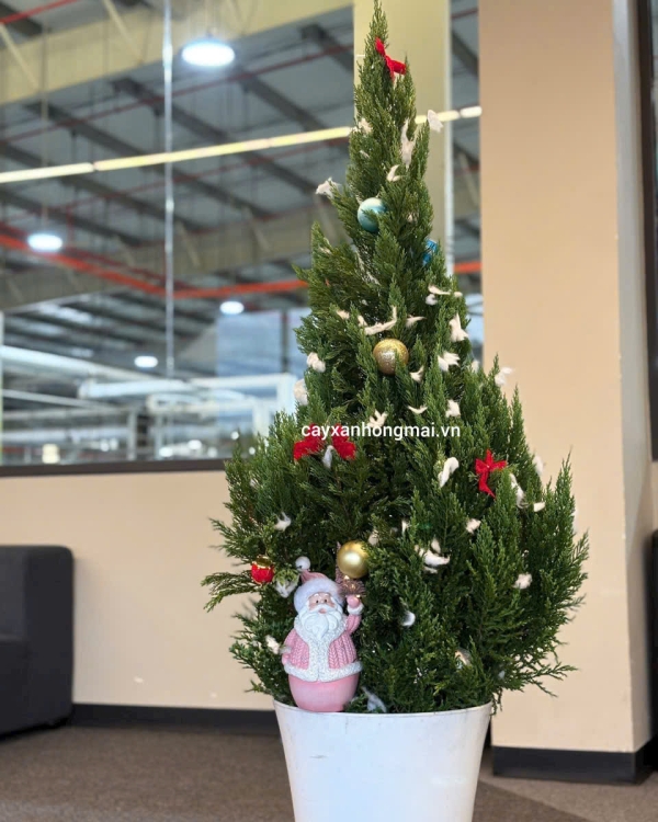 Cây Sơn Tùng Trang Trí Noel