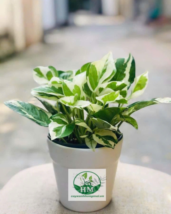 Cây Trầu Bà Cẩm Thạch