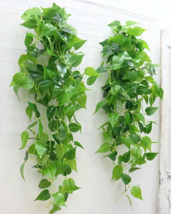 Cây Trầu Bà Treo Tường